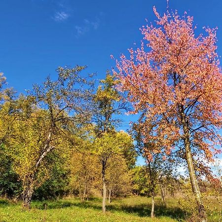 Pensiunea Agroturistica Piscul Soarelui Cîmpulung Exterior foto